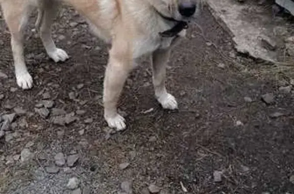 Пропала собака, ул. Тургенева, 48, Кемерово