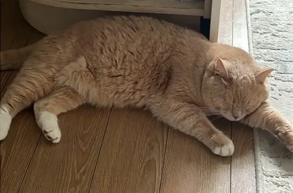 Кошки потеряшки, Летово, фото: Потеряшка кошка, Летово, Зимёнковская 24