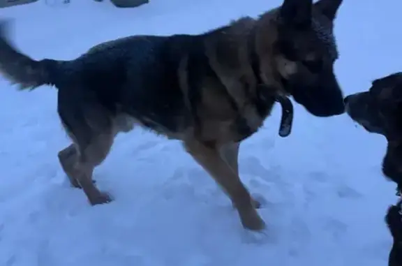 Найдена собака, Омск, фото: Собака найдена у лицея, Авиационная 143