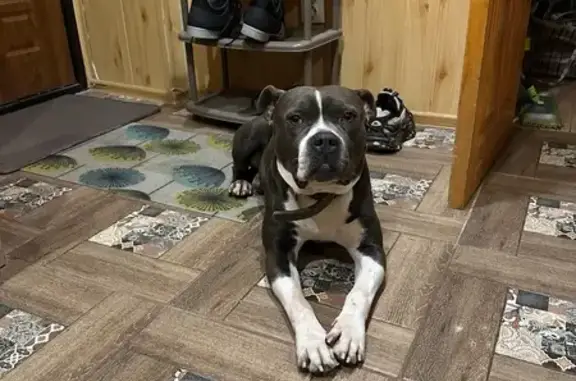 Найдена собака, Оренбург, фото: Питбуль найден на Чичерина, 5А, Оренбург