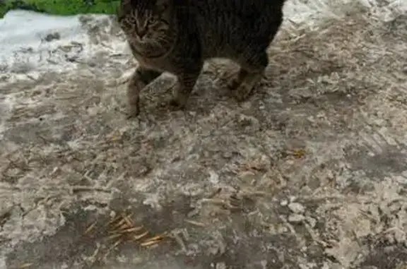 Найденные животные Самара, фото: Найдена кошка, ул. Свободы 89, Самара