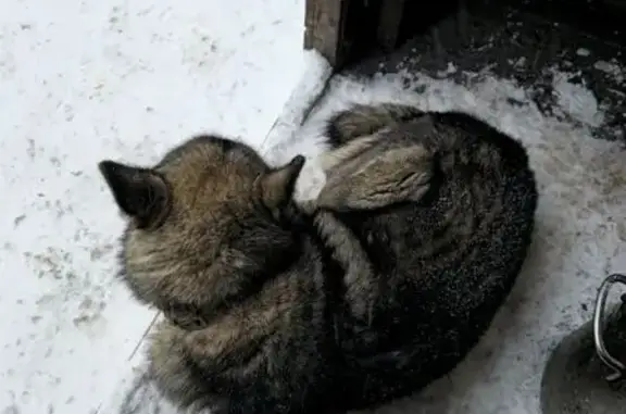 Найдена собака, Кемерово, фото: Собака найдена: Коксовый пер., Кемерово