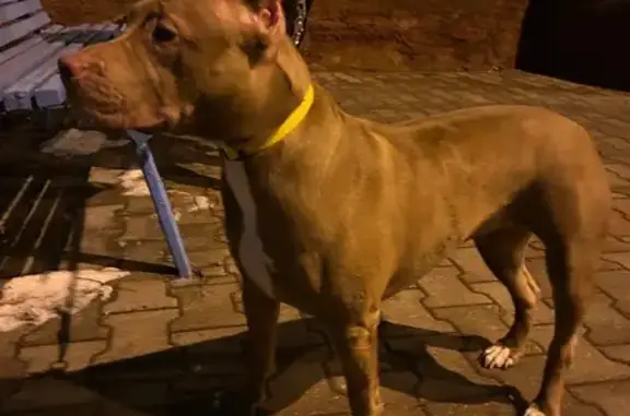 Найдена собака, Губкин, фото: Собака найдена: ул. Петра Великого, Губкин