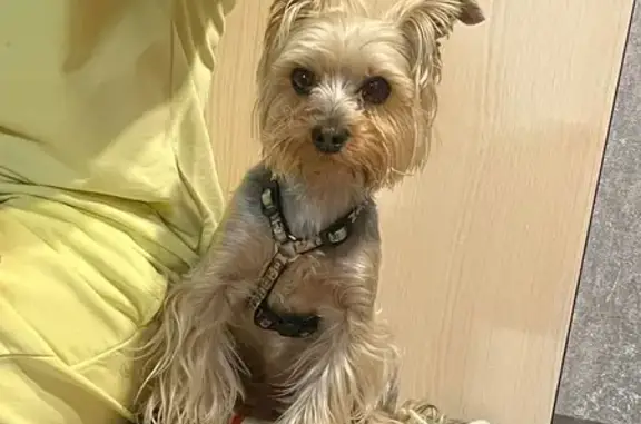 Пропала собака, Родниковая ул. 13, Тамбов