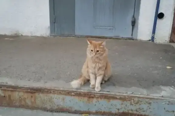 Кошки потеряшки, Оренбург, фото: Потеряшка кошка Рыжик, Джангильдина 2