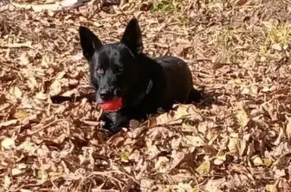 Пропала собака, Рыбацкая ул., Владивосток