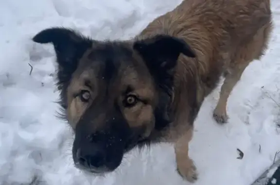 Объявления о пропавших и найденных животных, Берёзовский, фото: Собака найдена: Старопышминский тракт, Берёзовский
