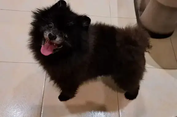 Найдена собака, Кстово, фото: Найдена собака на Лукерьинской, Кстово