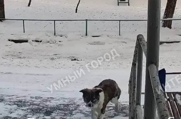 Найдена собака, Челябинск, фото: Собака найдена: Пермская 56, Челябинск