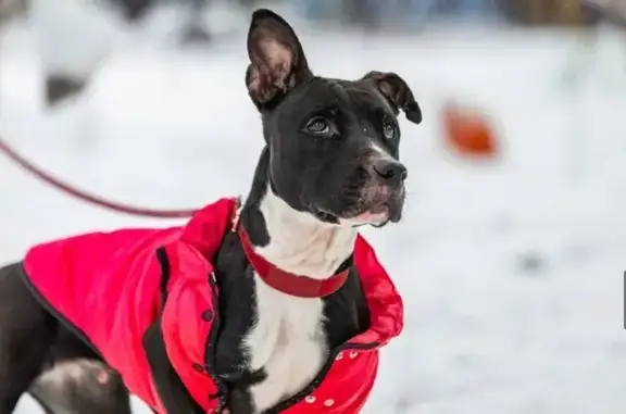 Найдена собака, Невьянский городской округ, фото: Потеряшка: питбуль на 89 км, Невьянск