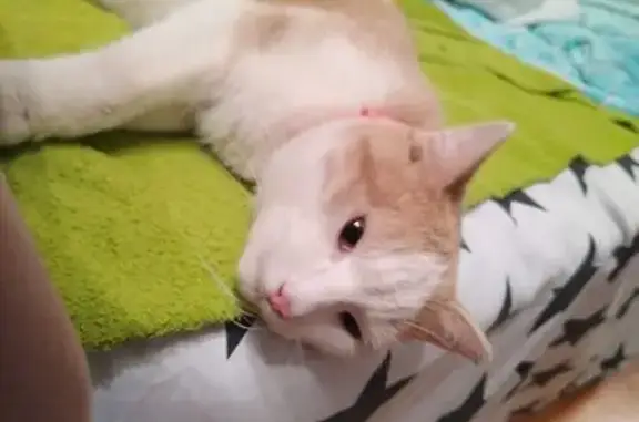 Найдена кошка, Краснодар, фото: Найдена кошка, ул. Селезнёва 168, Краснодар