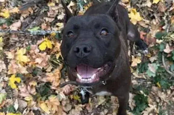 Пропала собака Зевс, Советская...