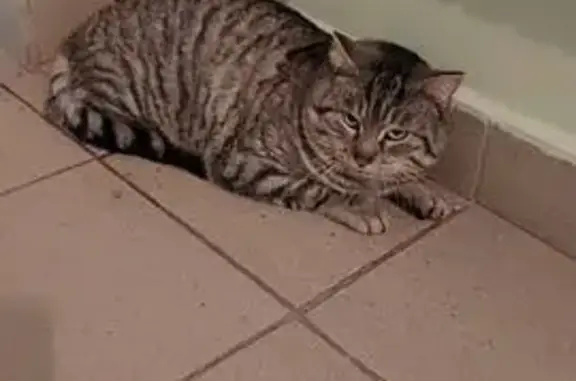 Найдена кошка, Иркутск, фото: Кошка найдена, Полосатый кот 111, Иркутск