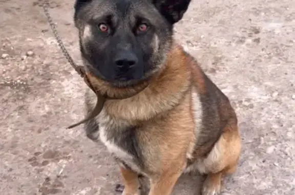 Пропала собака, ул. Тулаева 12...