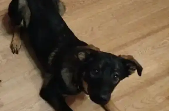 Найдена собака, пр. Авиаторов, Новокузнецк - photo