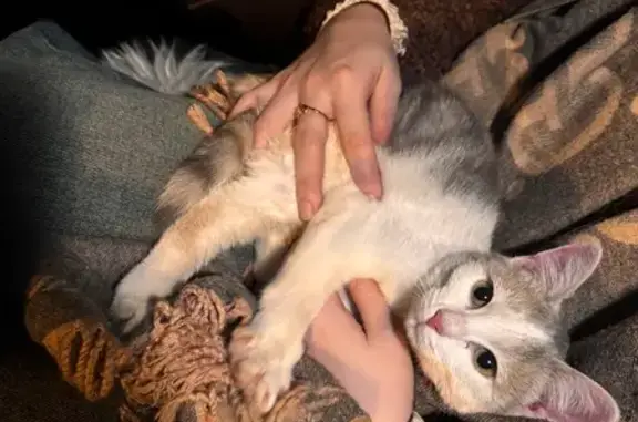 Найдена кошка, Астрахань, фото: Кошка найдена: Хибинская ул, 2Е, Астрахань