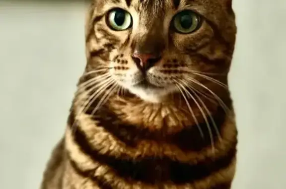 Пропала кошка, ул. Тюленева 17...