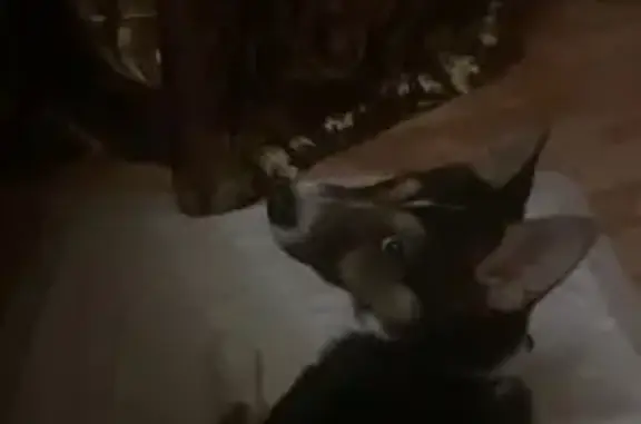 Пропала собака, ул. Молодой Гвардии, 71А