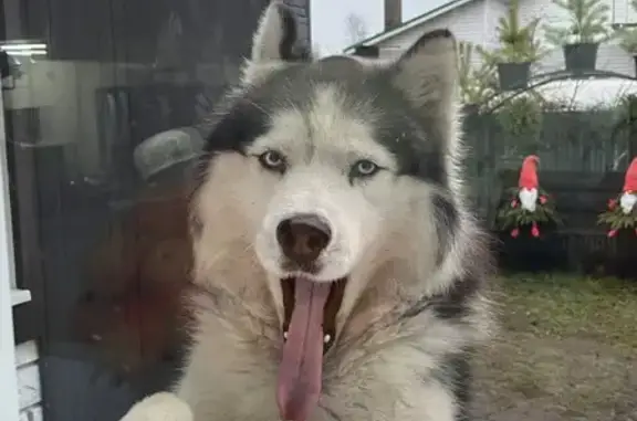 Пропала собака, ул. Мошкина 15...