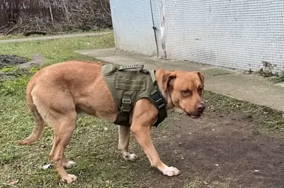 Найдена собака, Ильинский, фото: Найдена собака, Ильинский