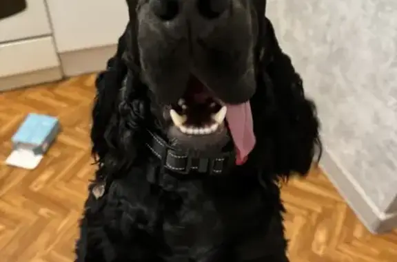 Найдена собака, Москва, фото: Найдена собака, Москва