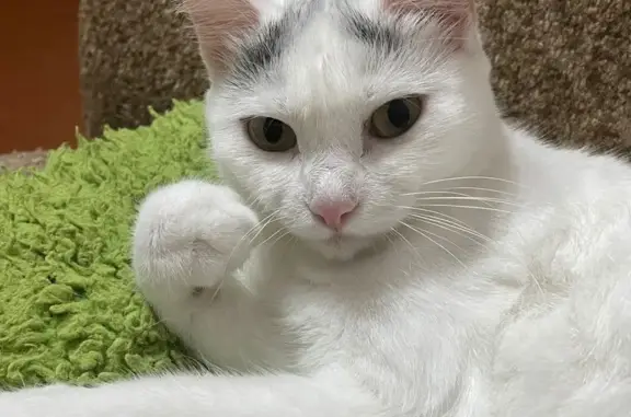 Кошки потеряшки, Филимоново, фото: Потеряшка кошка, Филимоново