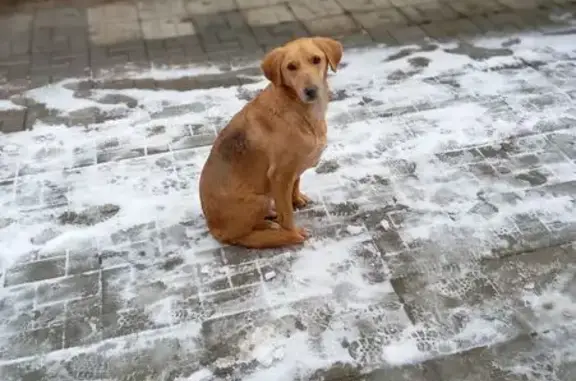 Найдена собака, Цементный, фото: Гончая найдена: Привокзальная ул., Быньговский