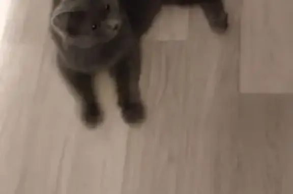 Найдена кошка, Тверь, фото: Кошка найдена, Вокзальная ул. 8, Тверь