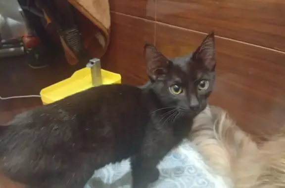 Чёрный котёнок найден на ул. У...