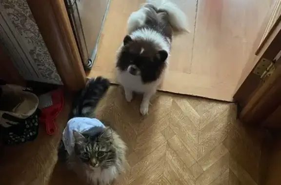 Пропала собака, Никитское, МО