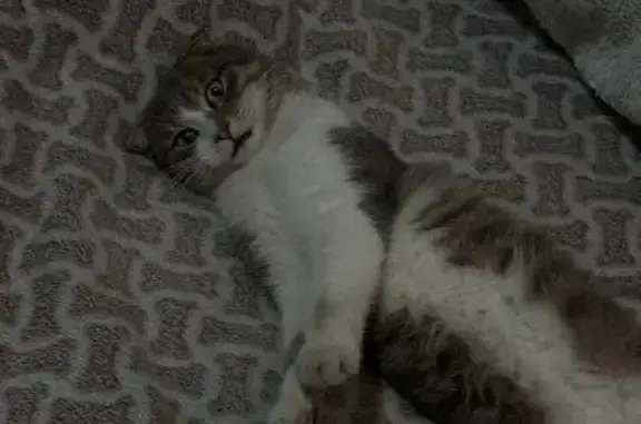 Пропала кошка, Улан-Удэ, 27