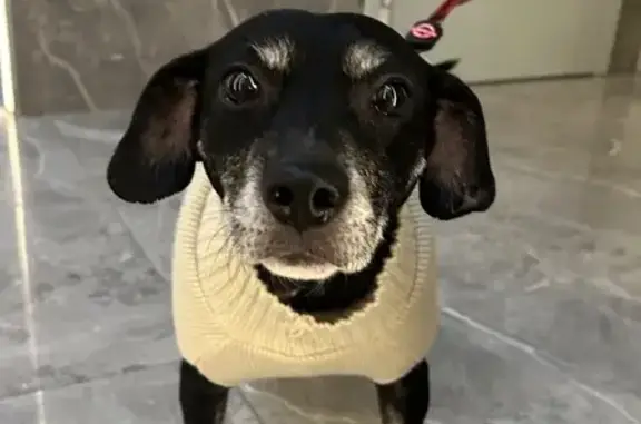 Найдена собака, Краснодар, фото: Собака найдена: Воронежская 47/10, Краснодар