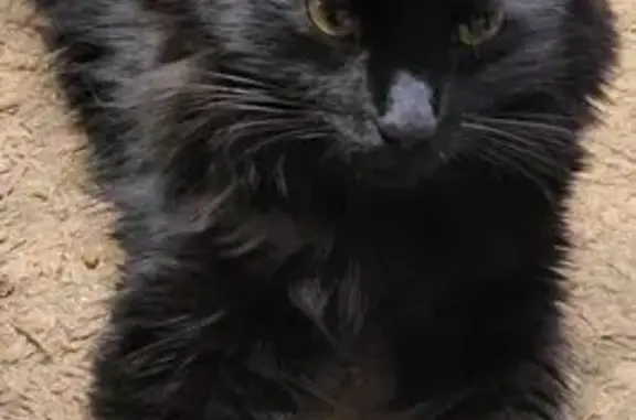 Пропала кошка, Серова 355, Ставрополь