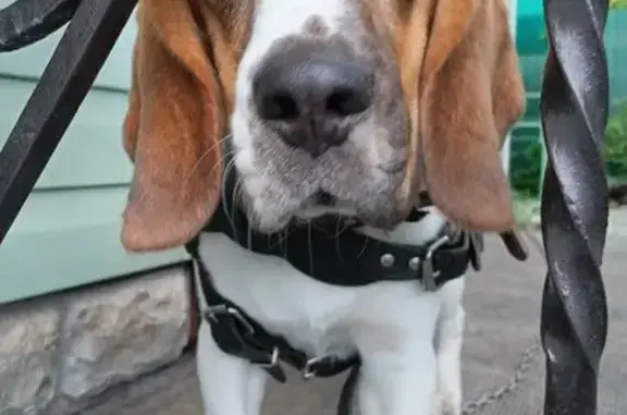 Пропала собака, Лермонтова 30, Сергиев Посад