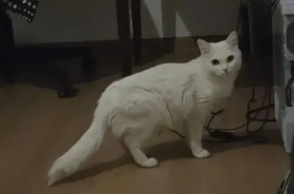 Кошка найдена: Екатеринбург, С...