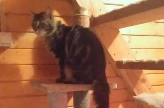 Пропала кошка, Заворово, МО