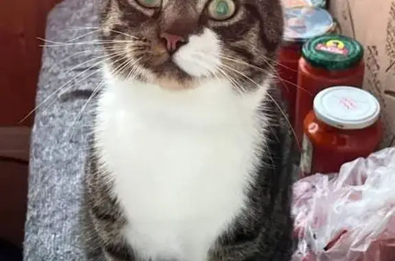 Пропала кошка, 1-й Озерковский пер., 5к5