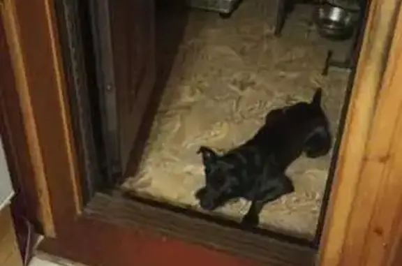 Пропала собака на Запрудной, 18, Карабаново