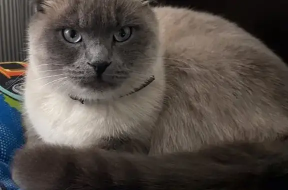 Объявления о пропавших и найденных животных, Ессентукская, фото: Пропала кошка, Набережный тупик, Ессентуки