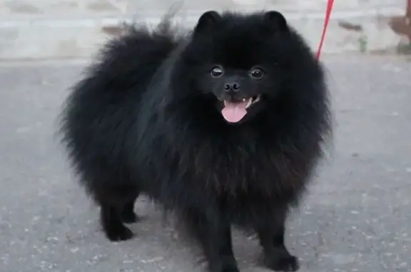 Пропала собака, Лукерьинская ул., Кстово