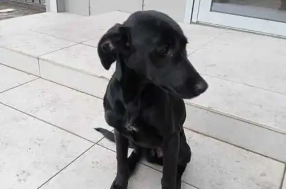 Найдена собака, Астрахань, фото: Найдена собака, ул. Шаумяна, 9, Астрахань