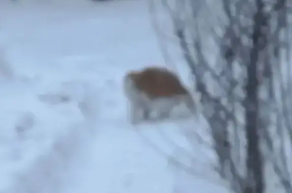 Кошка найдена на Садовой, 620,...