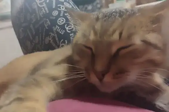 Пропал кот, 1-я ул. Лукино, 15, Москва