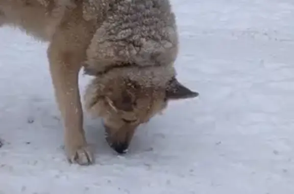 Найдена собака, Томск, фото: Собака найдена: ул. Мичурина, 39, Томск