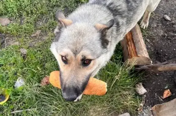 Пропала собака, Кузнецово, Красноярск