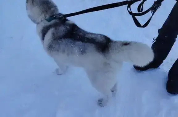 Найденные животные Кунгурка, фото: Хаски найден на 65К-2101000, Кунгурка