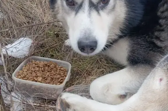 Найдена собака, Липецк, фото: Собака с травмой на ул. Ковалёва, Липецк