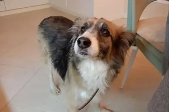 Пропала собака, ул. Полянка 81, Владимир