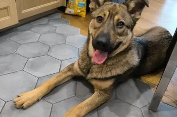 Найдена собака, район Коммунарка, фото: Собака найдена: Скандинавский бул., Коммунарка