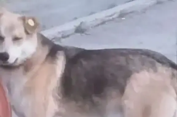 Объявления о пропавших и найденных животных, Екатеринбург, фото: Собака найдена: ул. Гаршина, Екатеринбург